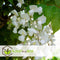 Plant in a Box - Wisteria floribunda 'Longissima Alba' - Set van 2 - Japanse blauwe regen - Witbloeiende sierplant - Klimmer - Pot 15cm - Hoogte 60-70cm