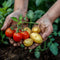 Plant in a Box - TomTato - Tomaat en Aardappel in één - Unieke Groenteplant - Pot 10.5cm - Hoogte 25-40cm