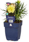 Griffioen - Dianthus Sunflor Yellow Bling Bling