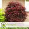 Plant in a Box - Acer palmatum ´Atropurpureum´ - Japanse Esdoorn - Donkerrode bladeren - Pot 19cm - Hoogte 60-70cm