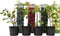 Plant in a Box - Mix van 8 bessenplanten - Braam, kruisbes, aalbes en zwarte bes - Pot 9cm - Hoogte 25-40cm