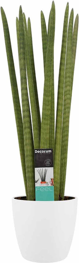 Decorum Sansevieria Cylindrica straight met Elho brussels white ↨ 55cm - hoge kwaliteit planten