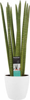 Decorum Sansevieria Cylindrica straight met Elho brussels white ↨ 55cm - hoge kwaliteit planten