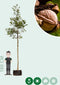 Gewone walnotenboom | Juglans regia 20-25 cm | Bomenbezorgd.nl