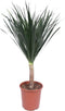 Dracaena Draco ↨ 150cm - hoge kwaliteit planten