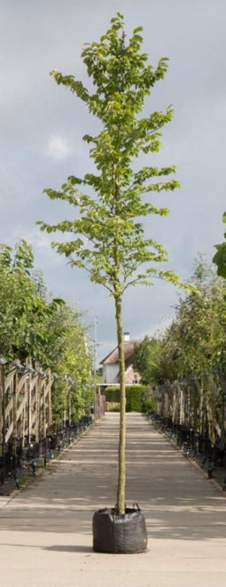 Ruwe iep | Ulmus glabra 10-14 cm | Bomenbezorgd.nl