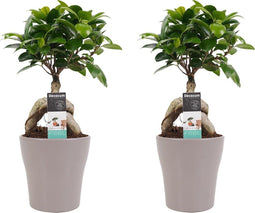 Decorum Duo Ficus Ginseng Bonsai geënt met sierpot Anna taupe()