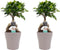 Decorum Duo Ficus Ginseng Bonsai geënt met sierpot Anna taupe()