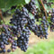 Plant in a Box - Mix van 6 Druivenplanten - Vitis Vinifera - Druif - Pot 9cm - Hoogte 25-40cm