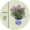 Plant in a Box - Hebe All Blooms 'Samona' - Roze - Hebe - Set van 3 - Tuinplant - Winterhard - Pot 13cm - Hoogte 30-35cm