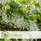 Plant in a Box - Wisteria floribunda 'Longissima Alba' - Japanse blauwe regen - Witbloeiende sierplant - Klimmer - Pot 15cm - Hoogte 60-70cm