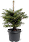 Abies Koreana; Totale hoogte ±55cm incl. Ø19cm pot | Koreaanse Zilverspar - zeer langzaam groeiend.