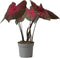 Plant in a Box - Caladium Postman Joyner - Tropische Kamerplant - Pot 12cm - Hoogte 25-40cm