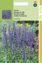2 stuks - Hortitops - Salvia Farinacea Victoria Donkerblauw