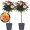 Plant in a Box - Rosa Palace 'Catherine' - Stamroos XL - Set van 2 - Oranje - Potmaat 19 cm - Hoogte 80-100 cm