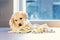 Beeztees Puppy Sniffy Snuffelmat - Snuffelmat - Mentale stimulatie - 22x22x4 cm
