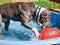 Jolly Pets Jolly Egg hondenspeelgoed – 20cm – Stevige hondenbal - Gemaakt van Extreem duurzaam kunststof - Geschikt voor de Kleinere hond – Weerbestendig - Rood