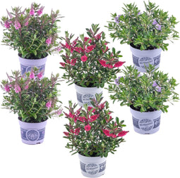 Plant in a Box - Hebe All Blooms 'Siara', 'Ranaia', 'Samona' - Hebe All Blooms - Mix van 6 - Tuinplanten - Winterhard - Pot 13cm - Hoogte 30-35cm