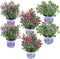 Plant in a Box - Hebe All Blooms 'Siara', 'Ranaia', 'Samona' - Hebe All Blooms - Mix van 6 - Tuinplanten - Winterhard - Pot 13cm - Hoogte 30-35cm