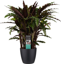 Calathea Elgergrass met Elho brussels living black ↨ 50cm - hoge kwaliteit planten