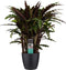 Calathea Elgergrass met Elho brussels living black ↨ 50cm - hoge kwaliteit planten