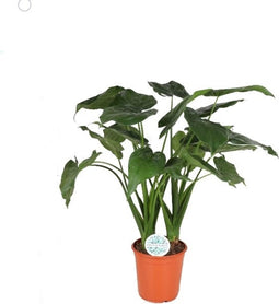 Alocasia Cucullata - Forever Plants - Groene plant- Hoogte 110 cm