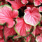 Plant in a Box - Caladium Sweetheart - Set van 2 - Tropische kamerplant - Pot 12cm - Hoogte 25-40cm