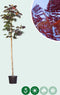 Rode Perzische slaapboom | Albizia julibrissin 'Summer Chocolate' 6-8 cm | Bomenbezorgd.nl