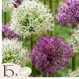 Plant in a Box - Alliumbollen - Set van 15 - Allium 'Purple, 'White' - Bloembollen - Paars