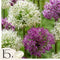 Plant in a Box - Alliumbollen - Set van 15 - Allium 'Purple, 'White' - Bloembollen - Paars