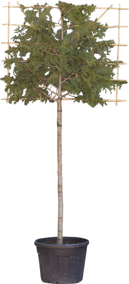 Lei conifeer 180 cm | Thuja pl. 'Excelsa' 14-18 cm 180 cm| Bomenbezorgd.nl