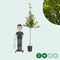 Chinese esdoorn | Acer davidii 6-10 cm | Bomenbezorgd.nl