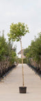 Bol plataan 220 cm stamhoogte | Platanus hispanica 'Alphen's Globe' 6-10 cm 220 cm| Bomenbezorgd.nl