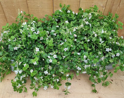 Bacopa 10 potjes per tray kleur wit