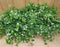 Bacopa 10 potjes per tray kleur wit