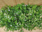 Bacopa 10 potjes per tray kleur wit