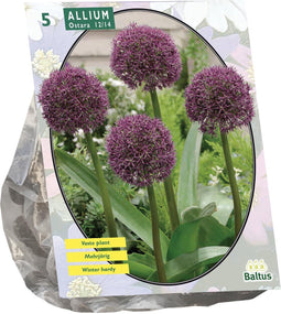 Baltus - Allium Ostara per 5 bloembollen