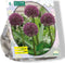 Baltus - Allium Ostara per 5 bloembollen