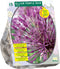 Baltus - Allium Purple Rain per 15 bloembollen
