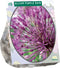 Baltus - Allium Purple Rain per 15 bloembollen