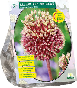 Baltus - Allium Red mohican per 3 bloembollen