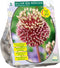 Baltus - Allium Red mohican per 3 bloembollen