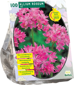 Baltus - Allium Roseum per 100 bloembollen