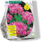 Baltus - Allium Roseum per 100 bloembollen