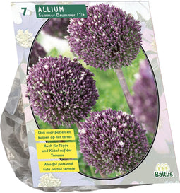 Baltus - Allium Summer Drummer per 7 bloembollen