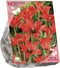 Baltus - Bees & Butterflies Tulipa Linifolia per 30 bloembollen