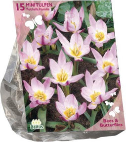 Baltus - Bees & Butterflies Tulipa Pulchella Humillis per 15 bloemb...