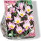 Baltus - Bees & Butterflies Tulipa Pulchella Humillis per 15 bloemb...