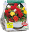 Baltus - Bloembollen Begonia Dubbel Mix per 5
