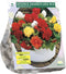 Baltus - Bloembollen Begonia Dubbel Mix per 5